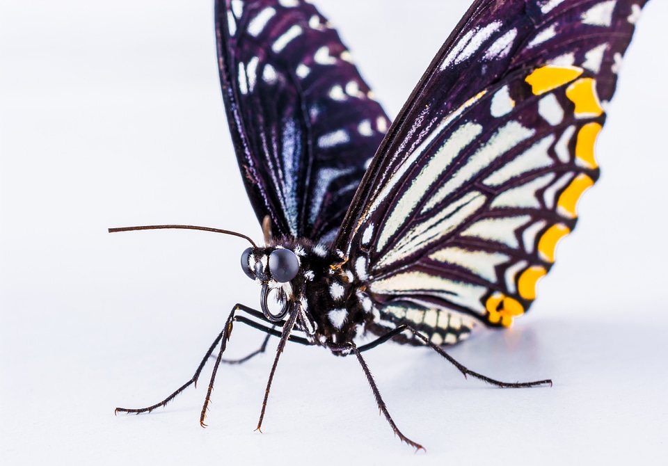 Butterfly insect Free photos