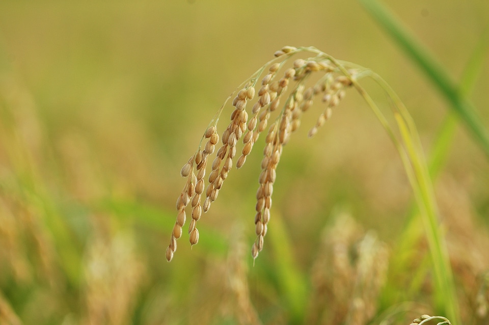 Summer autumn rice