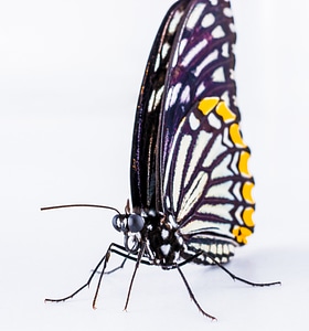Butterfly insect Free photos