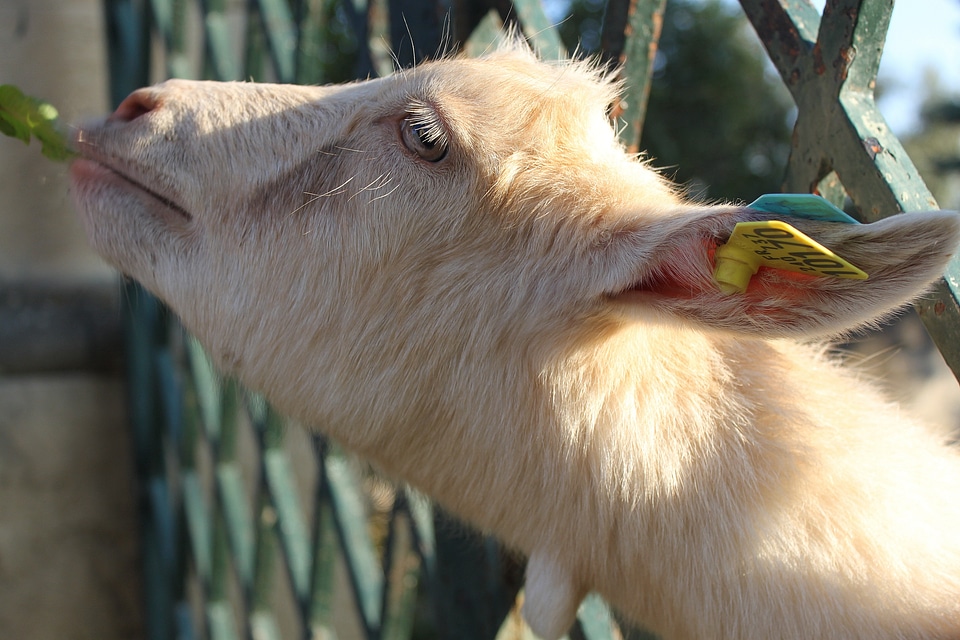 Biquette animal goat