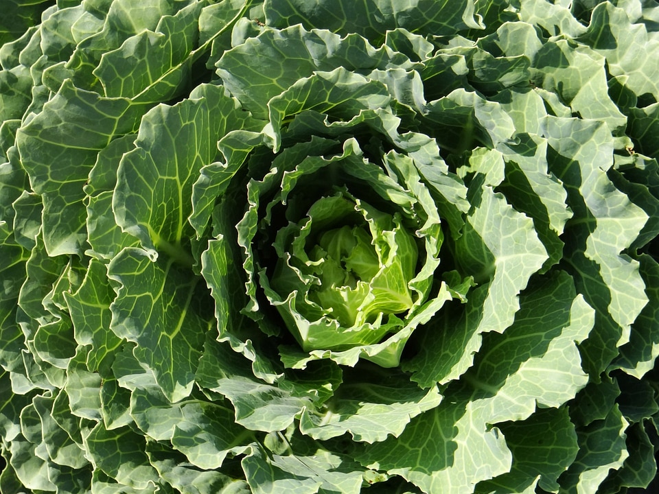 Flowering green vegetable