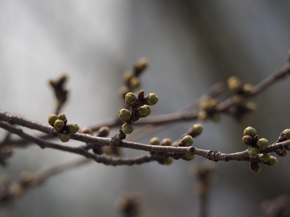 Bud branches plants