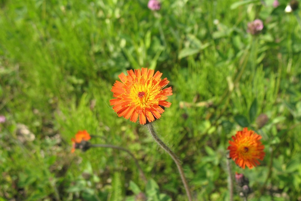 Bloom blooming nature
