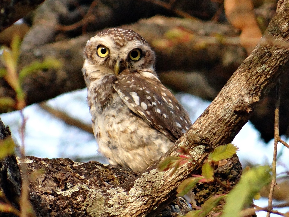 Owl nocturnal predator