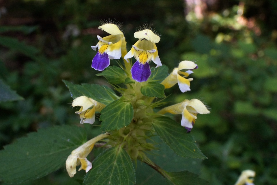 Bloom close up lamiaceae
