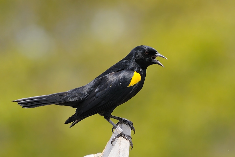 Perched black wildlife