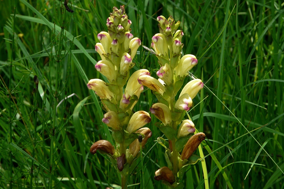Bloom broomrape plant protected