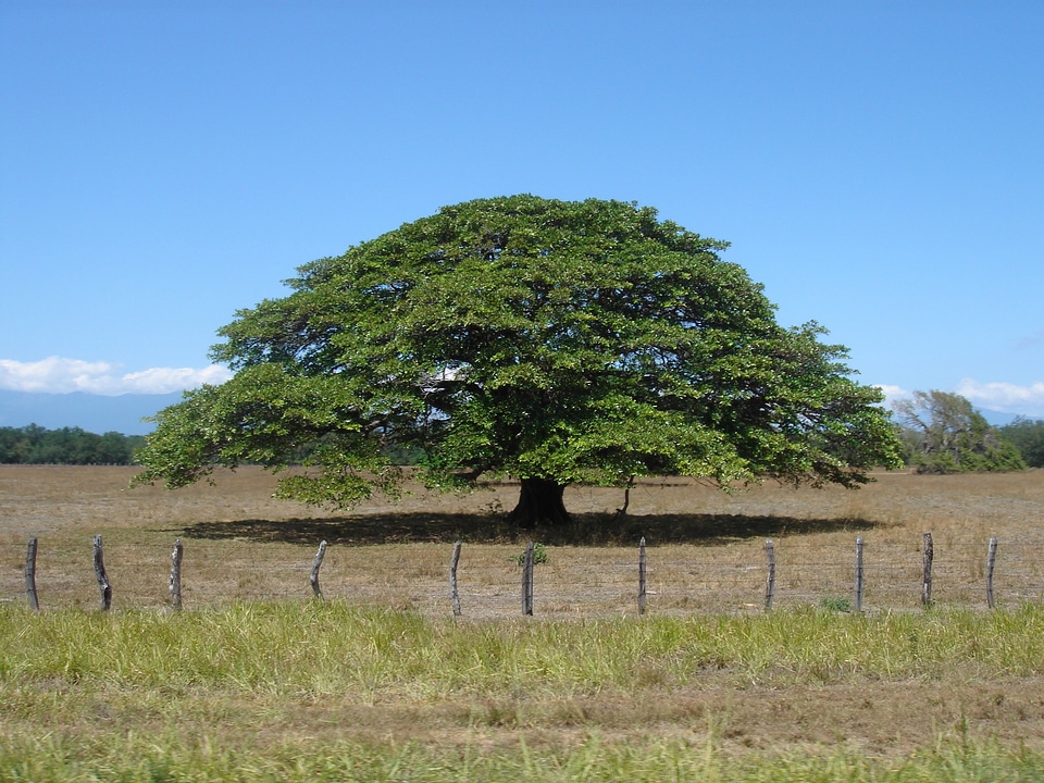 Tree sky nature