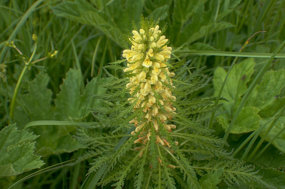 Blossom bloom plant
