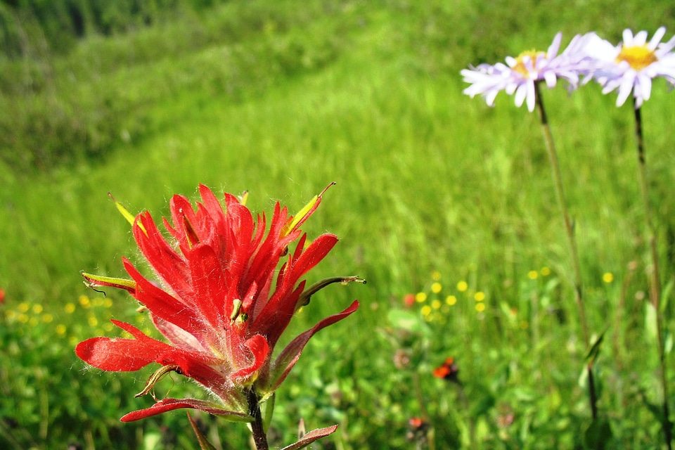 Flowers bloom blooming