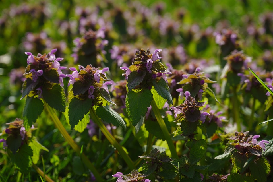 Flower lamium lamiaceae