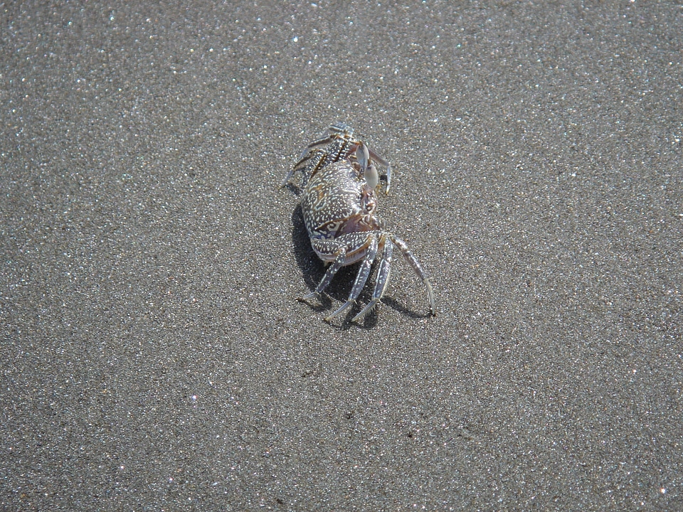 Cancer beach pet armor