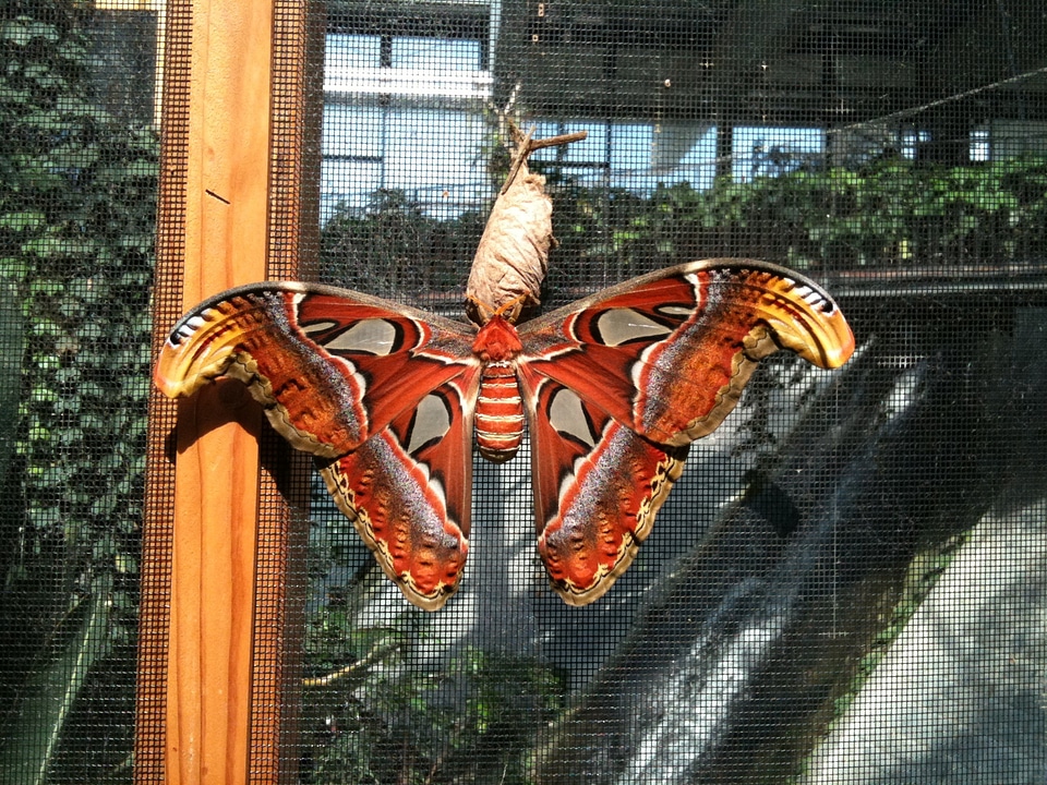 Moth peacock spinner saturniidae