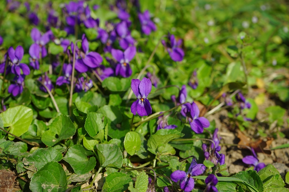 Violet flower spring