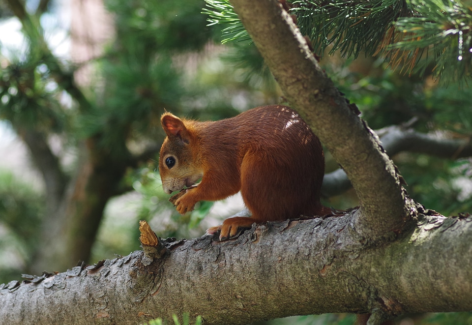 Mammal nature climb