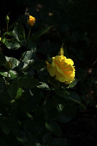 Ros yellow leaf