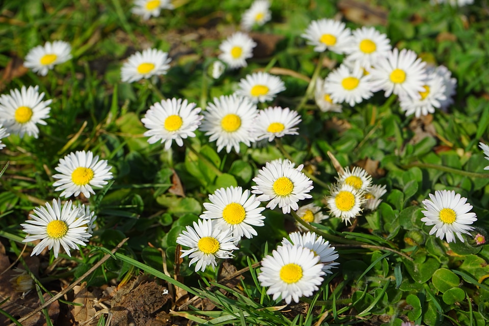 Bloom flower white
