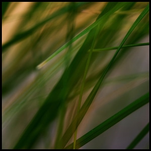 Reed plant green