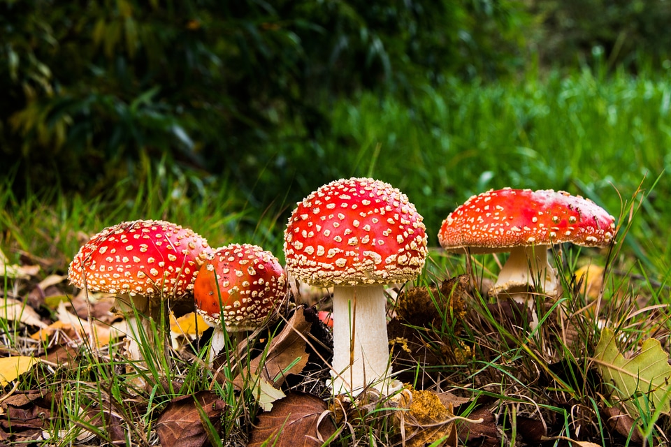 Forest nature red