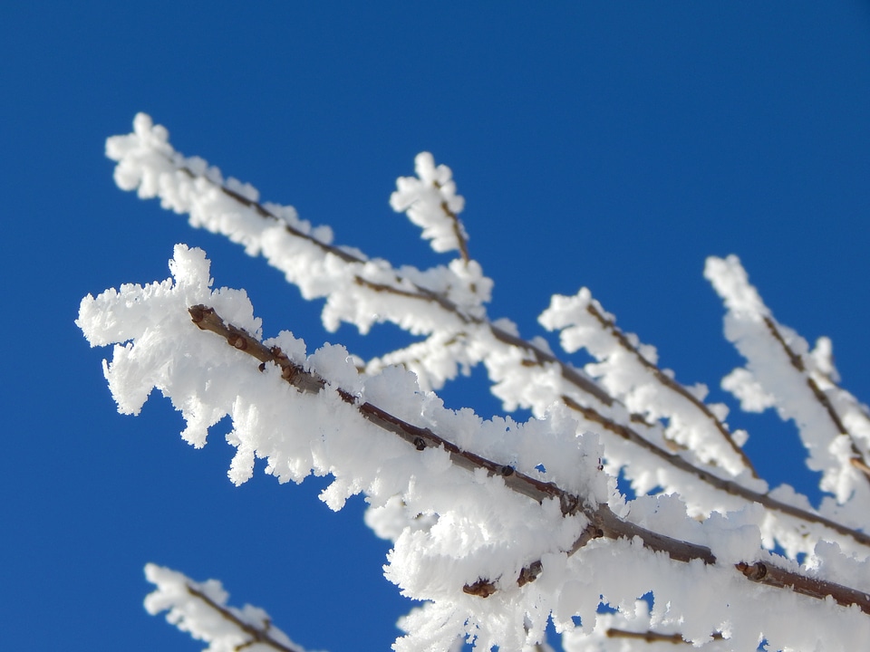 Tree winter cold photo