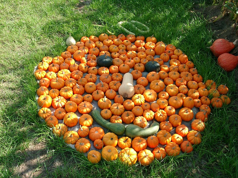 Pumpkin nature halloween