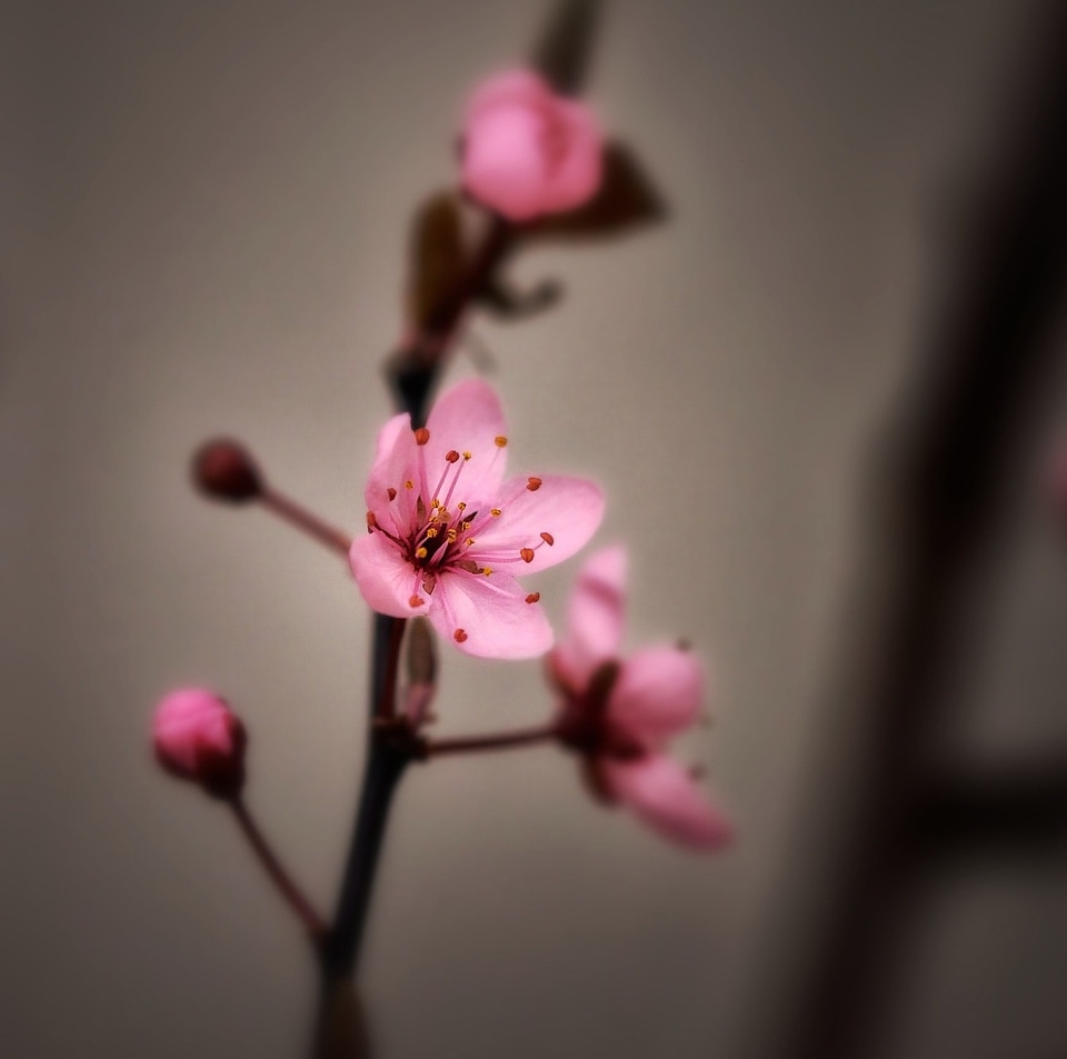 Pink color japanese cherry trees