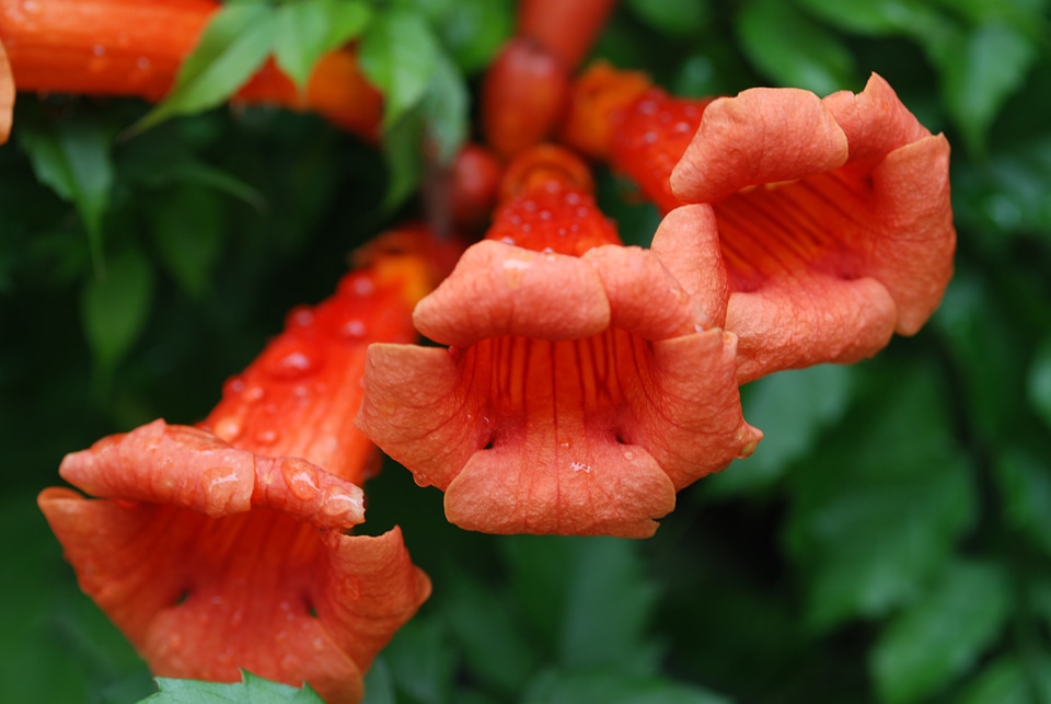 Flowers flowering red