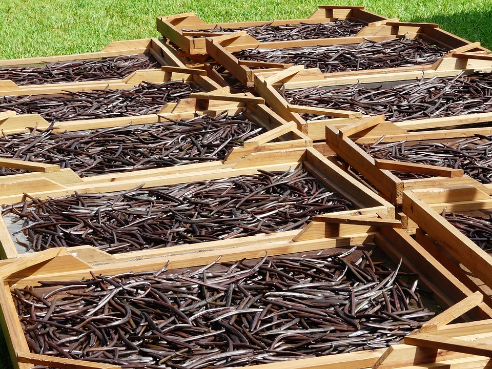 Plantation culture aroma