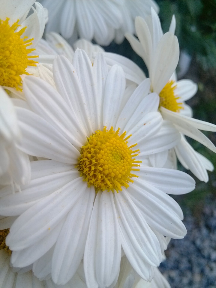 Chrysanthemum flower the wild