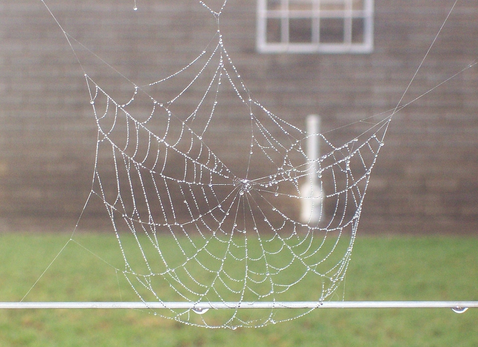 Nature spider cobweb