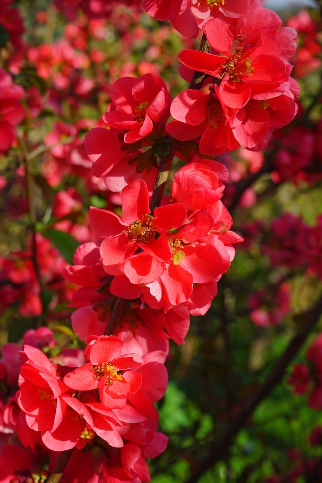 Red orange bush branch