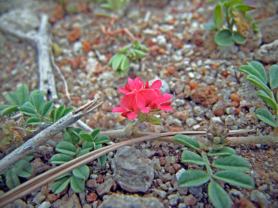 Flowerets flower small