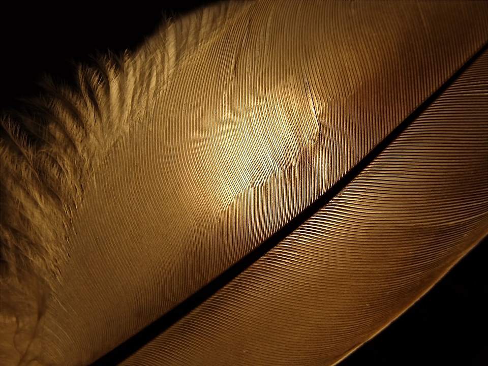 Beautiful backlighting feather structure