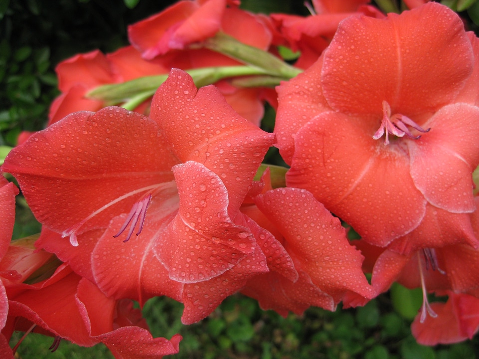 Floral plant natural