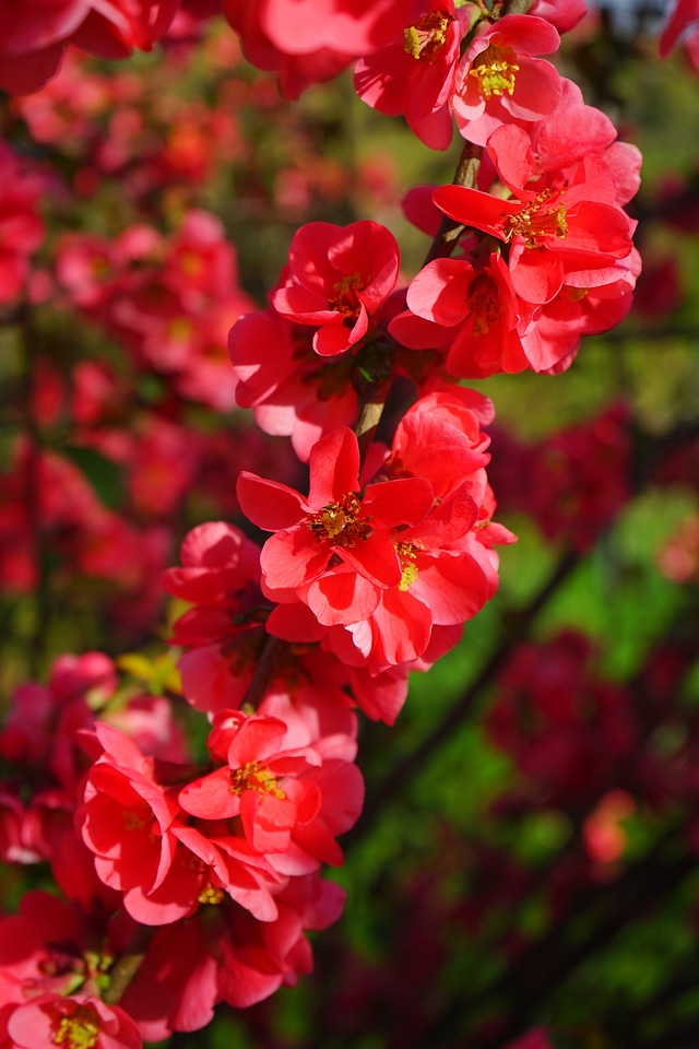 Red red orange bush