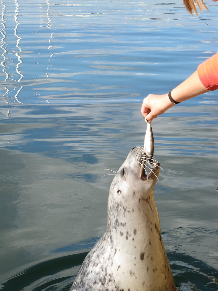 Wildlife marine life person