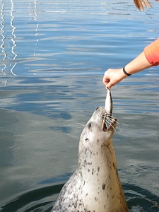 Wildlife marine life person