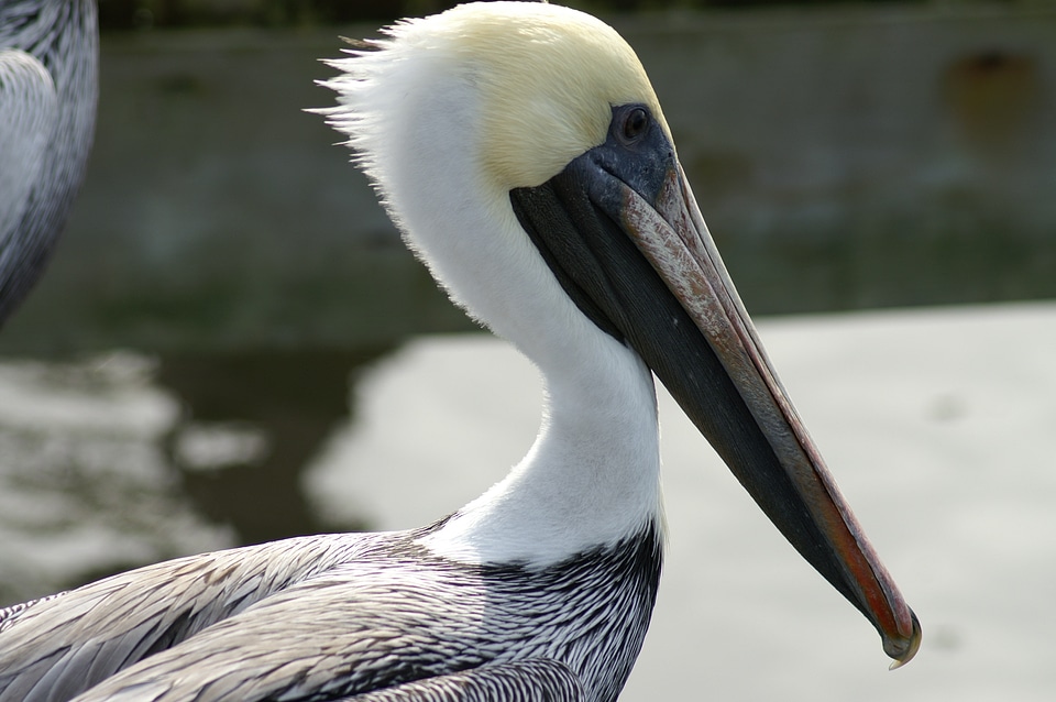 Water bird fauna avian photo