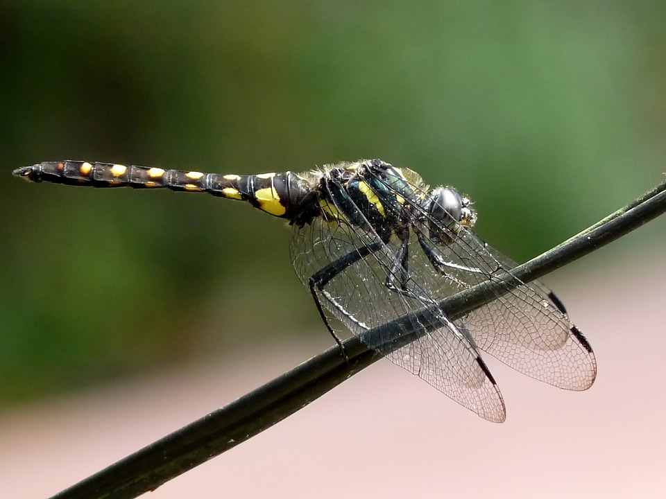 Limb branch wings