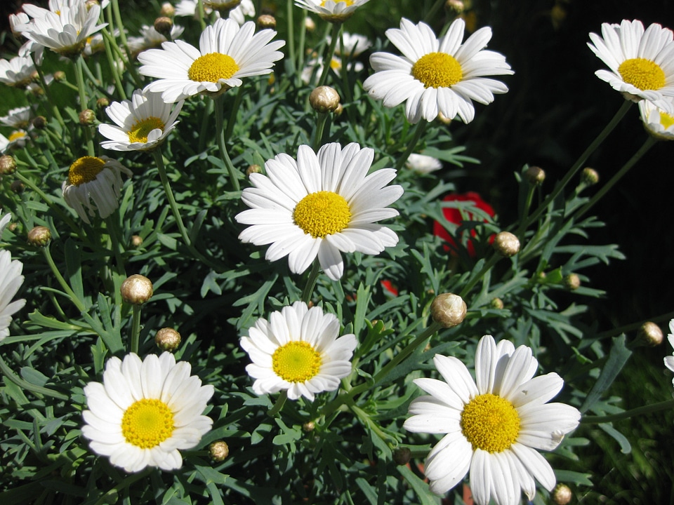 Summer spring nature