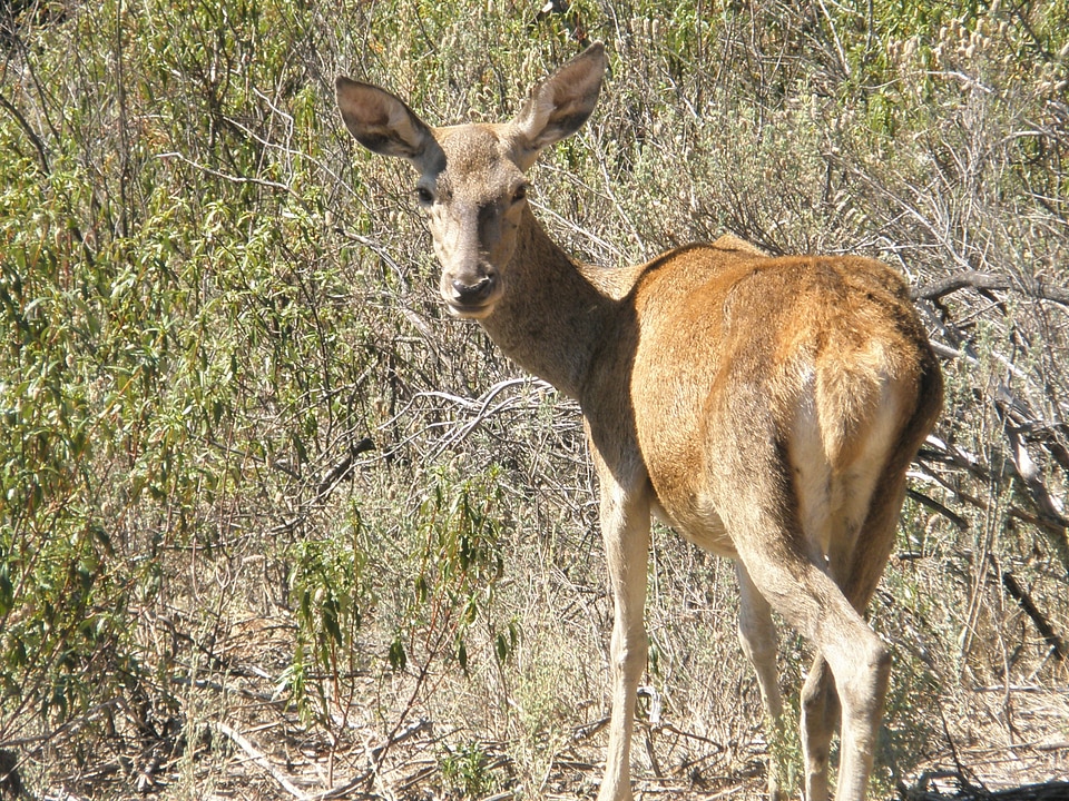 Nature animals mammals