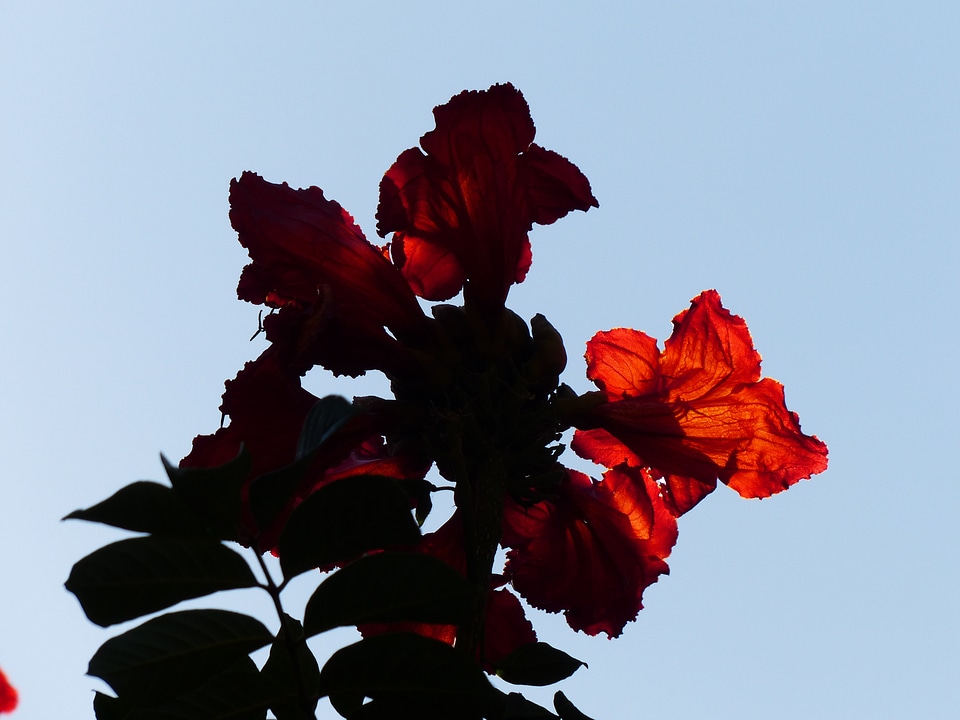 Bright african tulpenbaum spathodea campanulata