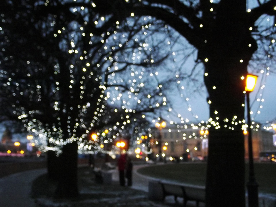 Winter street trees photo