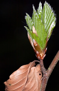 Leaf close up frühlingsanfang