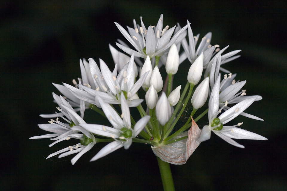 Forest spring white