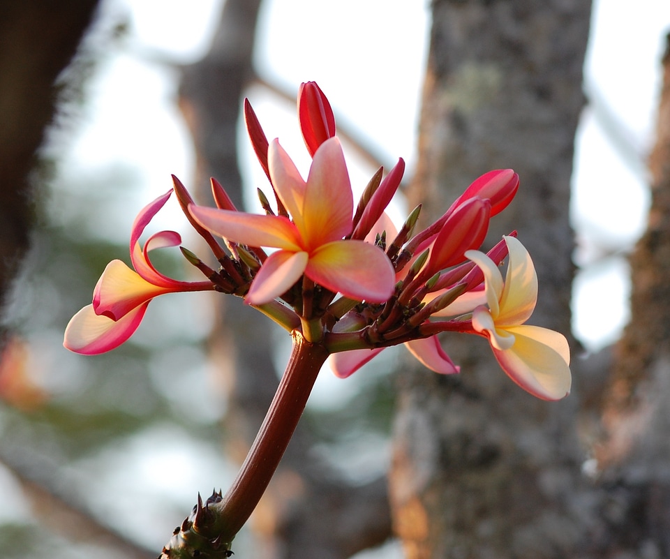 Frangipani fragrant blossoms