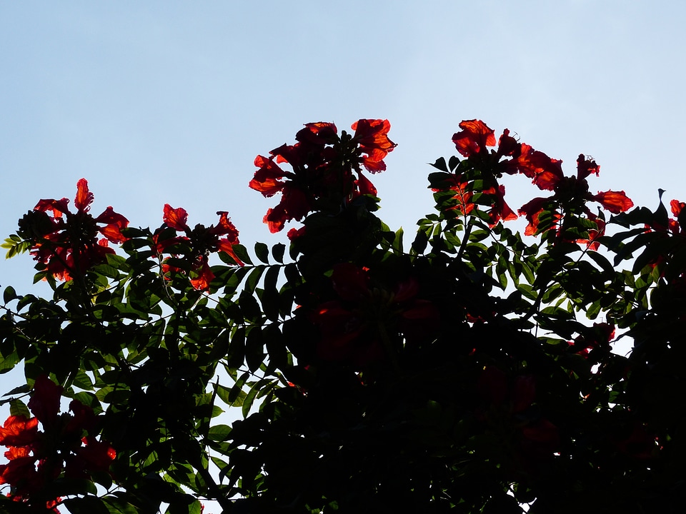 Bright african tulpenbaum spathodea campanulata