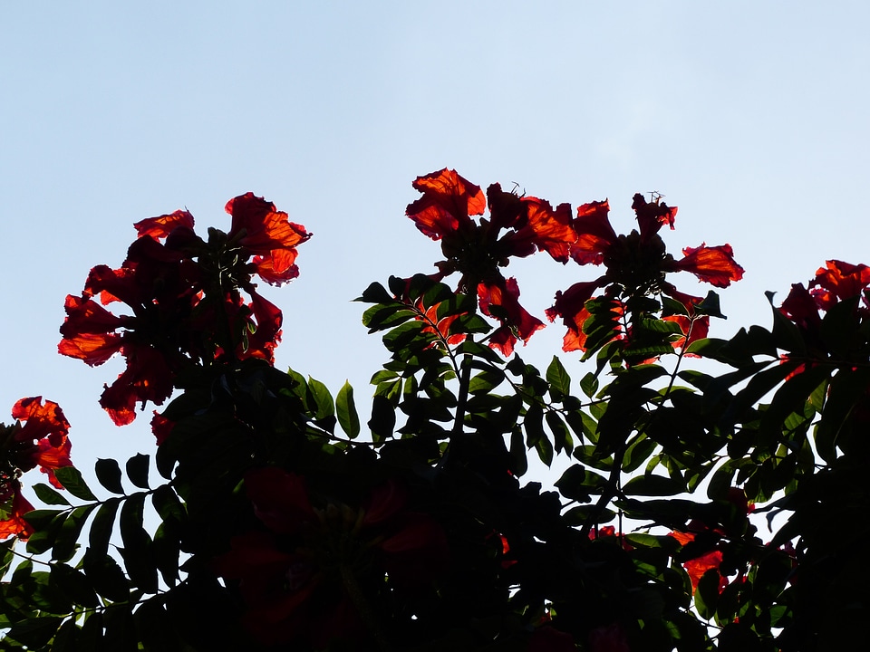 Bright african tulpenbaum spathodea campanulata