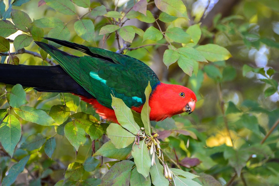 Tropical australia bird