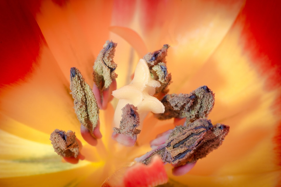Macro nature flower